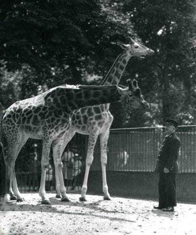 Kvinnliga giraffer Maud och Maggie, med målvakten Ernie Professor Bowman, London Zoo, juli 1924 av Frederick William Bond