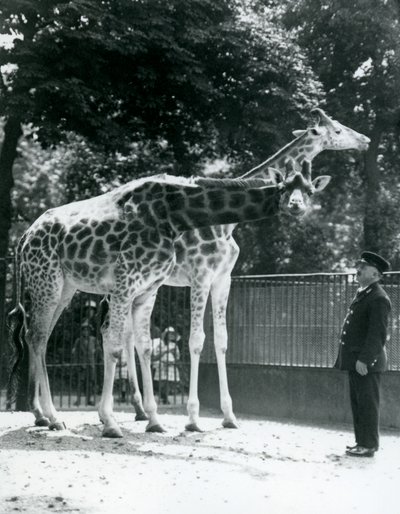 Kvinnliga giraffer Maud och Maggie, med målvakten Ernie Professor Bowman, London Zoo, juli 1924 av Frederick William Bond