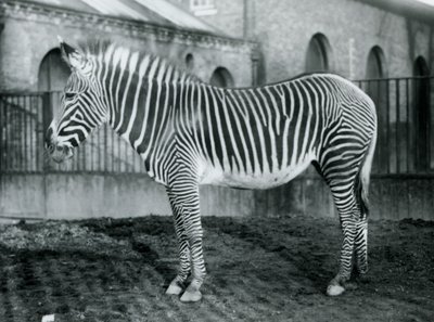 Kvinnliga Grevys Zebra, eller Imperial Zebra, Jennie står i sin hage på London Zoo, 1927 av Frederick William Bond