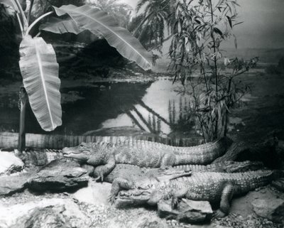 Fyra Alligatorer, i en panoramamiljö med ett bananträd, på London Zoo 1929 (s/v foto) av Frederick William Bond