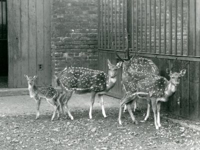 Four Axis Deer inklusive, en bock med horn och en fawn, på London Zoo 1926 (s/v foto) av Frederick William Bond