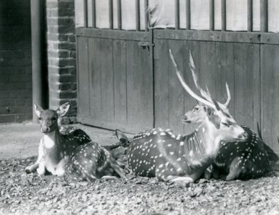 Four Axis Deer inklusive, en bock med horn, på London Zoo 1924 av Frederick William Bond