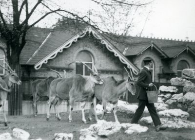Fyra Eland följer sin djurhållare, vid matning, i hage utanför Antelope House, London Zoo, juni 1925 av Frederick William Bond