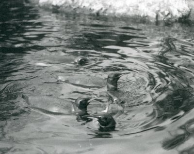 Fyra kungpingviner simmar i deras pool på London Zoo, juni 1927 av Frederick William Bond