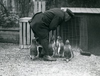 Gentoo Penguins med målvakten Albert White, London Zoo, ca 1914 av Frederick William Bond