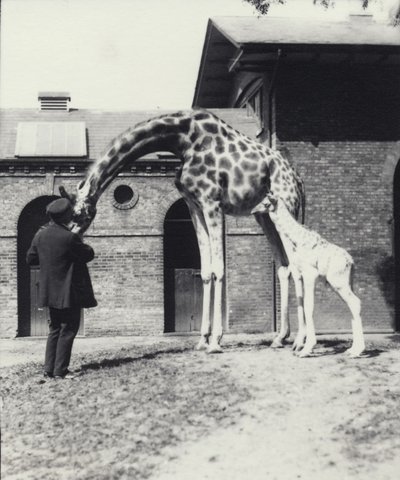 Giraff med 3 dagar gammal bebis och skötare på London Zoo, 1914 av Frederick William Bond