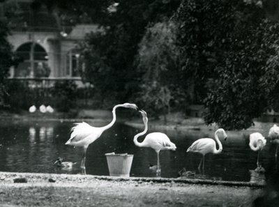 Greater Flamingos på deras sjö i London Zoo 1924 av Frederick William Bond