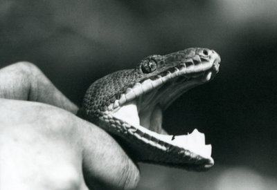 Huvudet av en Emerald Tree Boa, med sin mun öppen, hållen om halsen, av sin djurhållare, London Zoo av Frederick William Bond