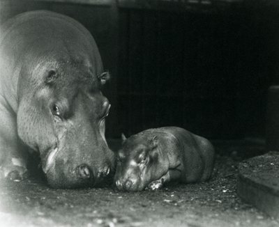 Hippopotamus Joan med sin hankalv Jimmy på London Zoo i mars 1927 av Frederick William Bond