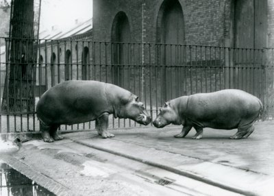 Flodhästarna Bobbie och Joan introduceras i London Zoo, 1923 (svart foto) av Frederick William Bond