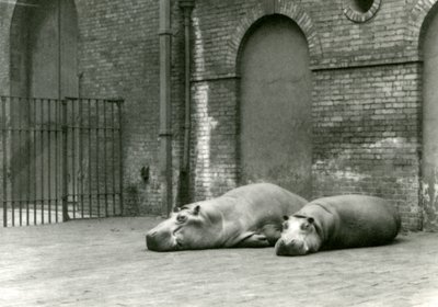 Flodhästarna Bobbie och Joan i London Zoo, juli 1923 (svart foto) av Frederick William Bond