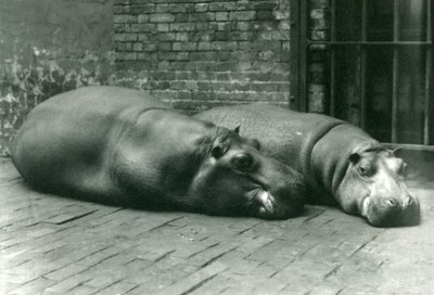 Flodhästarna Bobbie och Joan ligger ner i sin inhägnad i London Zoo, juli 1923 (svartvitt foto) av Frederick William Bond