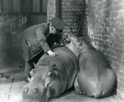 Flodhästarna Joan och Jimmy på London Zoo 1927 av Frederick William Bond