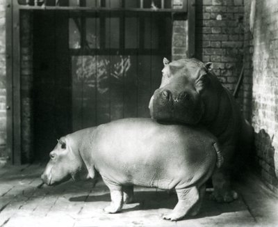 Flodhästarna Joan och Jimmy på London Zoo 1927 av Frederick William Bond