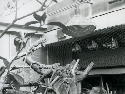 Leguaner, solar sig på grenar och njuter av det konstgjorda solljuset i deras inhägnad, London Zoo, augusti 1928 (s/v foto) av Frederick William Bond