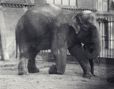 Indisk elefant, Assam Lukhi, knäböjer med målvakten på London Zoo, april 1914 av Frederick William Bond