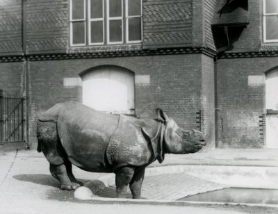 Indiska noshörningen Felix står vid kanten av sin pool på London Zoo 1927 av Frederick William Bond