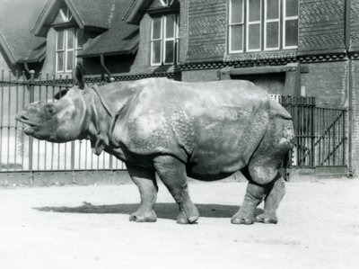Indiska noshörningen Felix står i sin hage på London Zoo, 1927 av Frederick William Bond