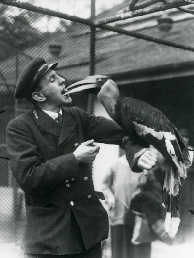 Keeper, T. Raggett matar en stor indisk näshornsfågel med en frukt i munnen. London Zoo 1924 av Frederick William Bond