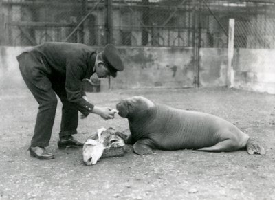 Keeper, Arthur Chandler, matar fisk till en ung valross, London Zoo, 1924 av Frederick William Bond
