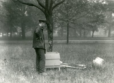 Keeper Brown flyttar en svärm av honungsbin, London Zoo, juli 1926 av Frederick William Bond