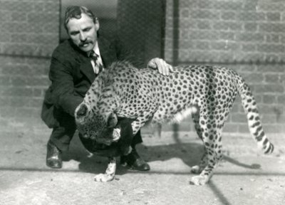 Keeper Charles Dixon med en lekfull gepard på London Zoo, oktober 1922 av Frederick William Bond