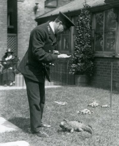 Keeper Collins på en gräsmatta i London Zoo med en Clouded Rock Iguana i ledning, London Zoo, 1924 av Frederick William Bond