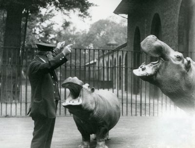 Väktaren Ernie Bowman med flodhästarna Bobbie och Joan i London Zoo, juli 1923 (svart foto) av Frederick William Bond
