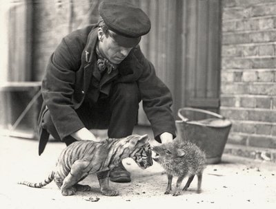 Väktaren H. Warwick med en tigerunge och en peccary, fotograferad på ZSL London Zoo, maj 1914. av Frederick William Bond