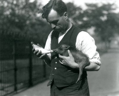 Väktaren Harry Warwick matar en vårtsvinsunge med flaska i London Zoo i augusti 1922. av Frederick William Bond