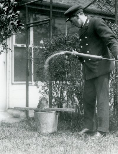 Keeper Thomas Raggett ger en Tawny Frogmouth en dusch, London Zoo, 1924 av Frederick William Bond