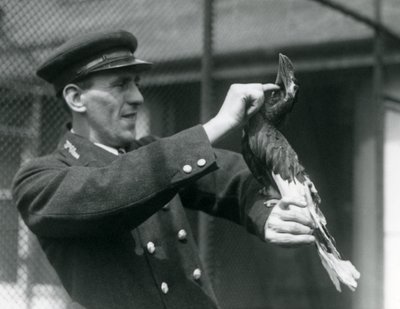 Keeper, Thomas Raggett, strök en stor indisk näshornsfågel under näbben på London Zoo, 1924 av Frederick William Bond