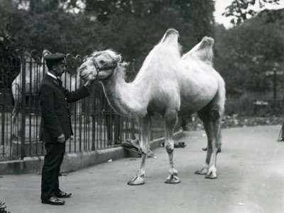 Keeper W. Styles med en baktrisk kamel på London Zoo, juli 1914 av Frederick William Bond