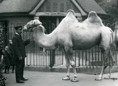 Keeper W. Styles, med en baktrisk kamel, utanför Lamahuset på London Zoo, juli 1914 av Frederick William Bond