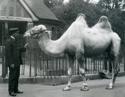 Keeper W. Styles, med en baktrisk kamel, utanför Lamahuset på London Zoo, juli 1914 av Frederick William Bond