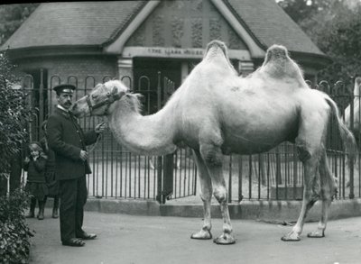 Keeper W. Styles, med en baktrisk kamel, utanför Lamahuset på London Zoo, juli 1914 av Frederick William Bond