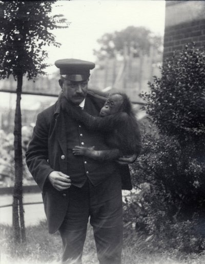 Keeper Z. Rodwell håller ung orangutang på London Zoo, oktober 1913 av Frederick William Bond