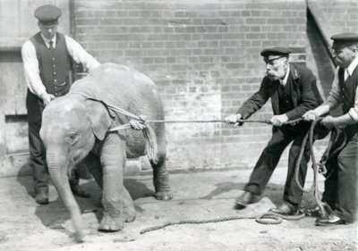 Keepers A. Church, Charles Eyles och H. Robertson försöker leda en asiatisk elefant på ett rep, London Zoo, september 1919 av Frederick William Bond