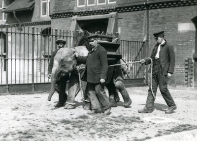 Väktarna Jack Milbourne, H Robertson och Thomas tränar en ung asiatisk elefant, London Zoo, maj 1922 (svart foto). av Frederick William Bond
