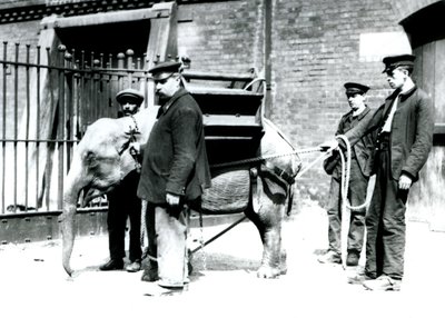 Väktarna Jack Milbourne, H Robertson och Thomas tränar en ung asiatisk elefant, London Zoo, maj 1922 (svart foto). av Frederick William Bond