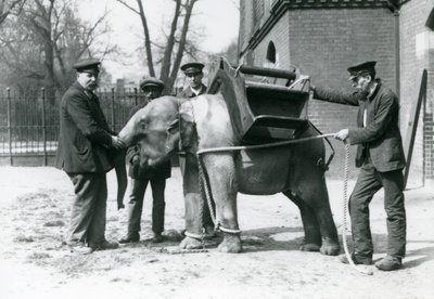 Väktarna Jack Milbourne, H Robertson och Thomas tränar en ung asiatisk elefant, London Zoo, maj 1922 (svart foto). av Frederick William Bond