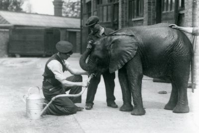 Skötare hjälper den unga afrikanska elefanten Kiberenge att dricka ur en slang som har fästs vid en vattenkanna, London Zoo, juli 1924 av Frederick William Bond