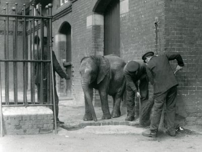 Väktare med ung hane av afrikansk elefant Kiberenge, London Zoo, 1924 av Frederick William Bond