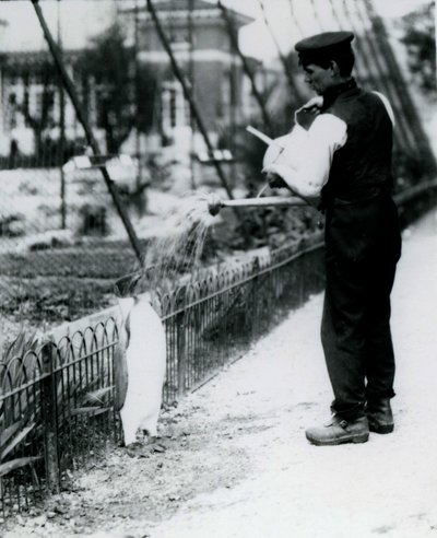 King Penguin, som fick en dusch, av djurhållaren Harry Munro, med en vattenkanna på London Zoo maj 1914. Munro dödades i första världskriget efter att ha tjänstgjort i armén, i luftskepp och på anti-subma av Frederick William Bond