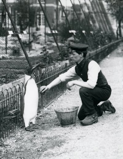 King Penguin, som fick en tvätt, av djurhållaren Harry Munro, med en svamp på London Zoo maj 1914. Munro dödades i första världskriget efter att ha tjänstgjort i armén, i luftskepp och på anti-ubåtspat. av Frederick William Bond