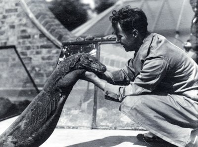 Komodovaranen på Sumbawa med vårdaren H. Alec Budd, 1928 av Frederick William Bond