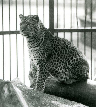 Leopard Rex sitter på en stock i sitt inhägnad på London Zoo i juni 1925 av Frederick William Bond
