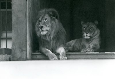 Lejonet och lejoninnan Kuja och Caroline på ZSL London Zoo, juli 1924 av Frederick William Bond