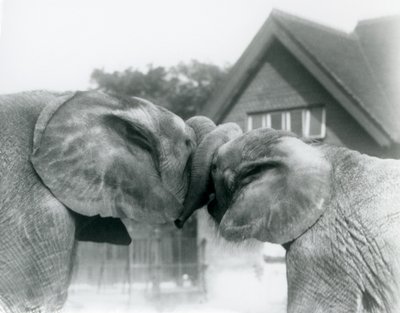Den afrikanska elefanthanen Kiberenge och den afrikanska elefanthonan Hango hälsar varandra genom att knyta stammar på London Zoo i oktober 1927. Kiberenge hade presenterats för London Zoo av H.E. Sir Horace Byatt av Frederick William Bond