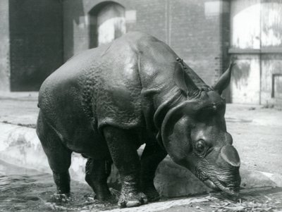 Den indiska noshörningen Felix lämnar sin pool på London Zoo 1928 av Frederick William Bond